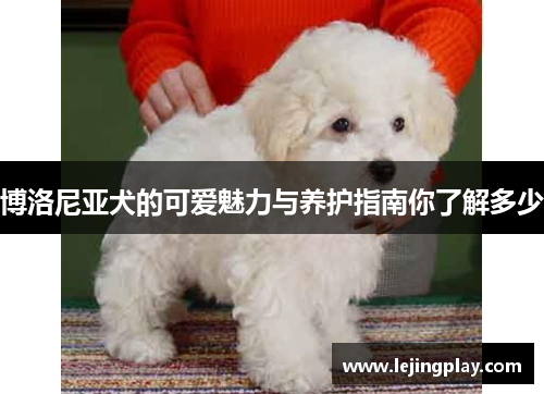 博洛尼亚犬的可爱魅力与养护指南你了解多少